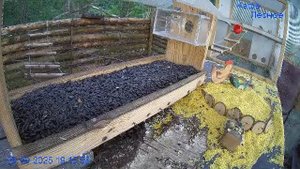 🔴24/7 Кормушка в лесу онлайн "Кафе Лесное" #Relaxing #природа #звуки леса #сентябрь