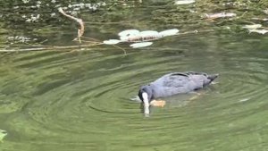 Лысуха на Нижнем пруду. Видео Л.П. Юрчишко
