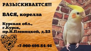 Пропал попугай! ВАСЯ. Корелла. Курская обл, г. Курск