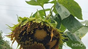 Приодели подсолнухи 🌻 в шляпы