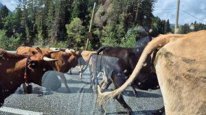 По дорогам Архыза. 🐄🐮🐮 Коровы на дороге.