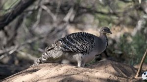 Глазчатая курица Leipoa ocellata