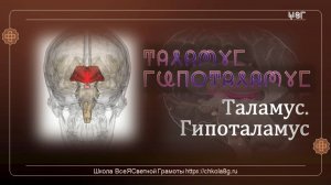 Таламус. Гипоталамус. ВсеЯСветная Грамота