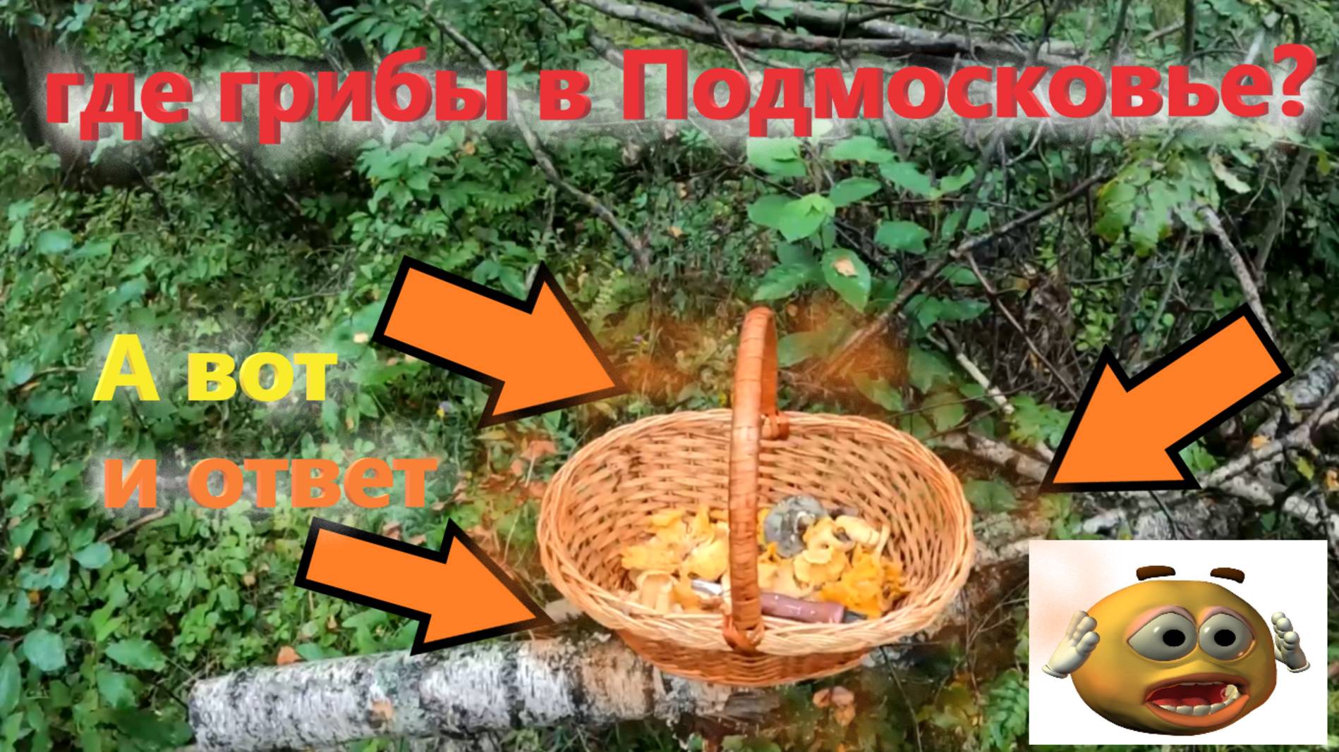 Где найти ГРИБЫ в лесу на юге Подмосковья в конце августа 2025? Ответ... смотреть онлайн