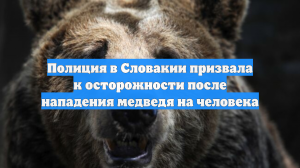 Полиция в Словакии призвала к осторожности после нападения медведя на человека