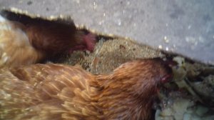 Кормление курочек 4 сентября 2025