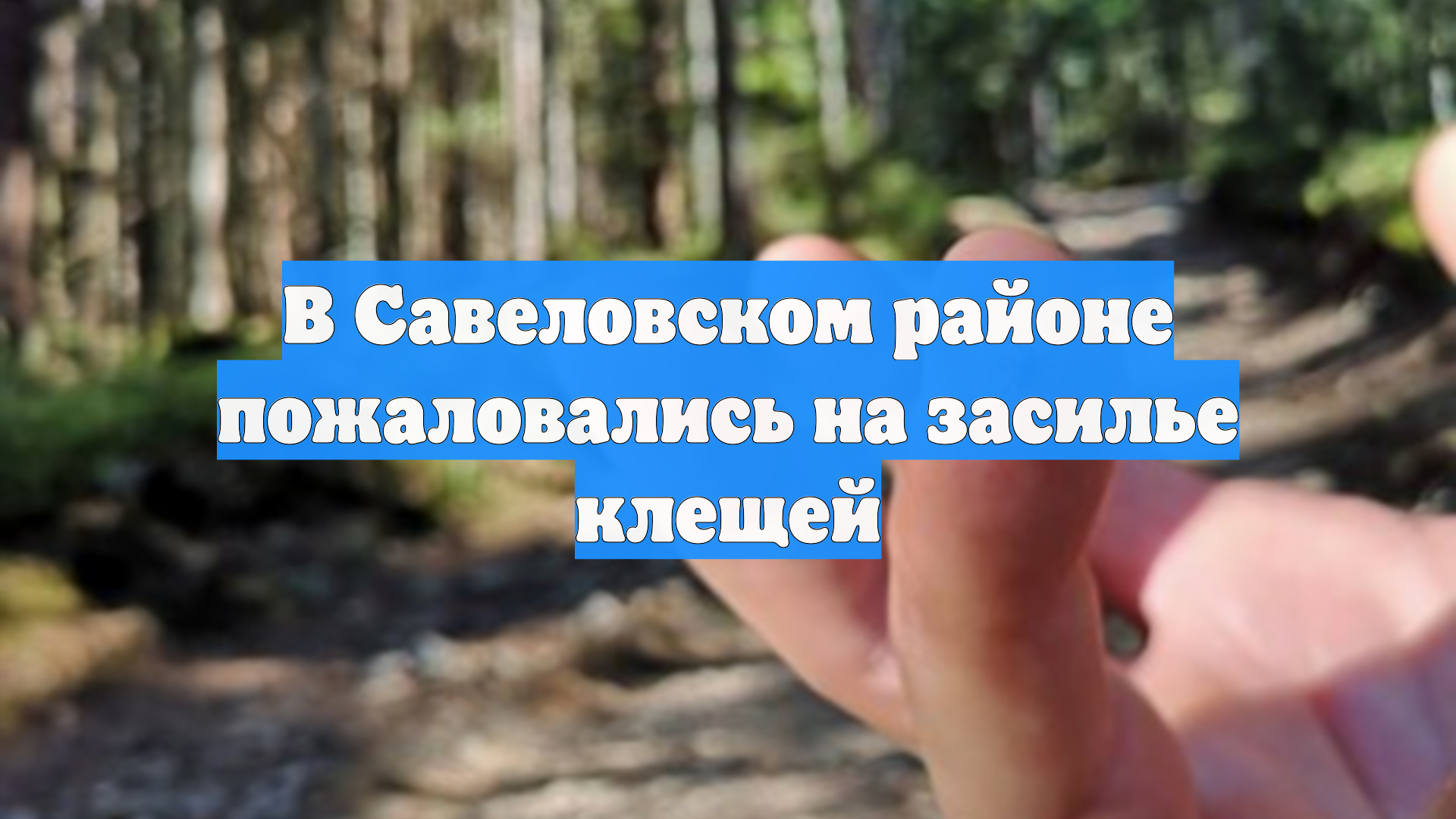 В Савеловском районе пожаловались на засилье клещей