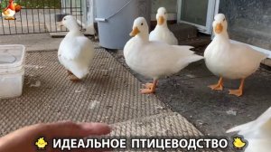Идеальное птицеводство достойно восхищения 🐓🦆🦢🦚🦃🐔 эпизод (334)