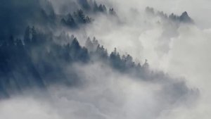 Misty Forest Ambience and Music forest in drizzle with ambient fantasy music