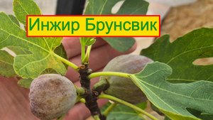 Инжир брунсвик