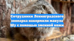Сотрудники Ленинградского зоопарка накормили манула Шу с помощью змеиной кожи