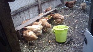 Из 15 кур-несушек ни одна не снесла яйца