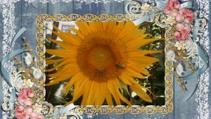 ЧЕРНІВЕЦЬКІ СОНЯШНИКИ  2025