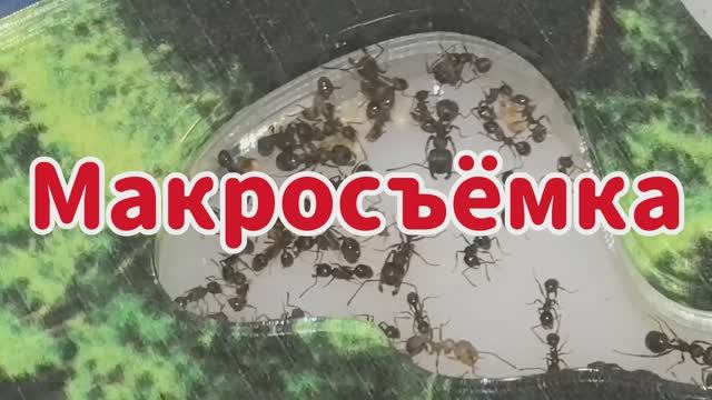 Макросъёмка Messor structor (муравьёв-жнецов).