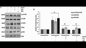 Небиволол и метопролол: биогенез митохондрий и антиоксидантная защита при вызванной AngII патологии