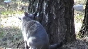 Кот Васька и мы на природе.