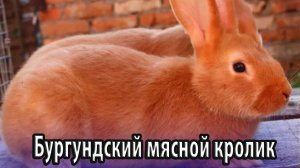 Бургундский мясной кролик