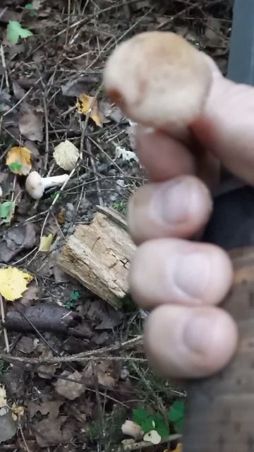 ОПЯТА смотреть онлайн