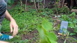 Готовимся к окончанию сезона в огороде наводим порядки и копим 12 долларов смотрю видео и коплю.