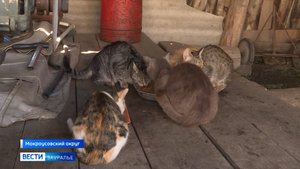 Пенсионерка из села Щигры Мокроусовского округа приютила 15 кошек