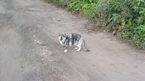 Клякса местная кошка