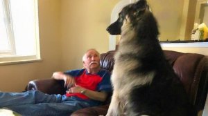 😮⚡ Собаки гордятся тем, что являются частью семьи 😁 Смешные видео с собаками и людьми