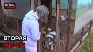 Более 500 спасённых щенков, кошек и собак за четыре года