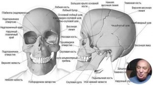 АНАТОМИЯ Череп и скелет человека