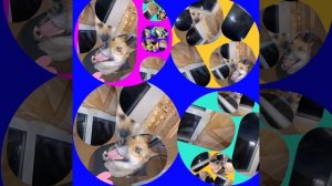 1000033830.mp4(Собака наблюдает за устройством каркаса для откосов у оконных проёмов в доме А-фрейм)