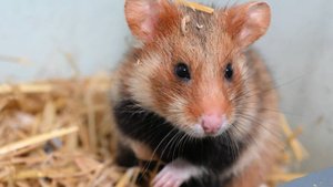 В Воронежской области девочка заразилась бешенством после укуса домашнего хомяка