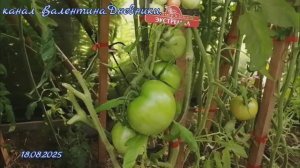 Томат сорта ЭКСТРЕМАЛ. Обзор . на 18.08.2025.