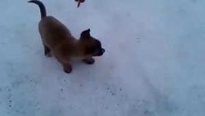 Смешной щеночек _ Резвится