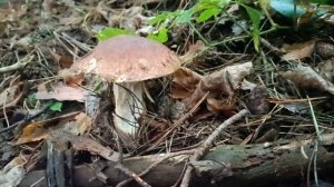 Грибная тихая охота - как я люблю лес в сентябре ..🌳🍄🟫🌲