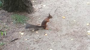 Теперь в парк необходимо брать "гостиницы" для таких милых встреч.