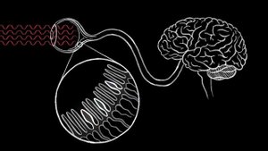 How we see color - Colm Kelleher