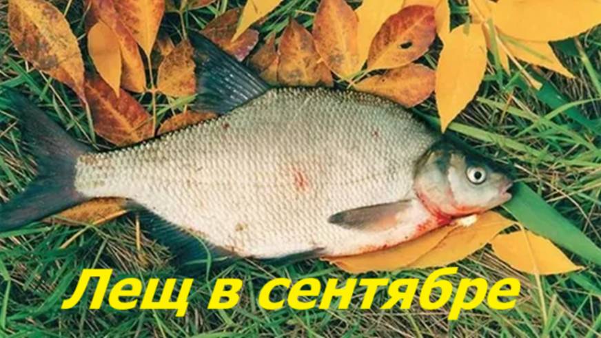 КАК ЛОВИТЬ ЛЕЩА в СЕНТЯБРЕ? НАЖИВКИ, МЕСТА и СНАСТИ для ЛОВЛИ ЛЕЩА ОСЕНЬЮ! ВРЕМЯ для РЫБАЛКИ на ЛЕЩА