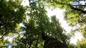 На Кубани продлен режим ограничения на пребывание в лесах