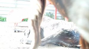 Нубийские козы в барнаульском зоопарке