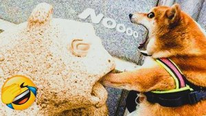 Эти смешные видео с кошками😹 и животными заставят вас смеяться 😪 (Подборка 23)