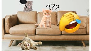 5 минут смешных кошек😺 (ПОДБОРКА №17)😆😆😍😍