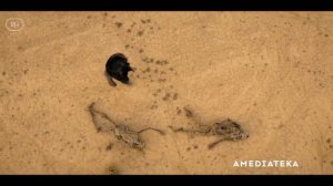 Ходячие мертвецы: Дэрил Диксон (3 сезон) — Русский Трейлер (2025)