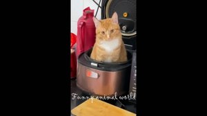 Смешные видео с кошками, собаками и другими животными =3  (ПОДБОРКА №13) 😍 😂 🐱