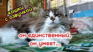 Прикольная озвучка кота.