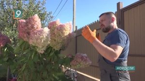 "Королева сада": секреты пышного цветения гортензии - от семьи цветоводов из Старого Оскола