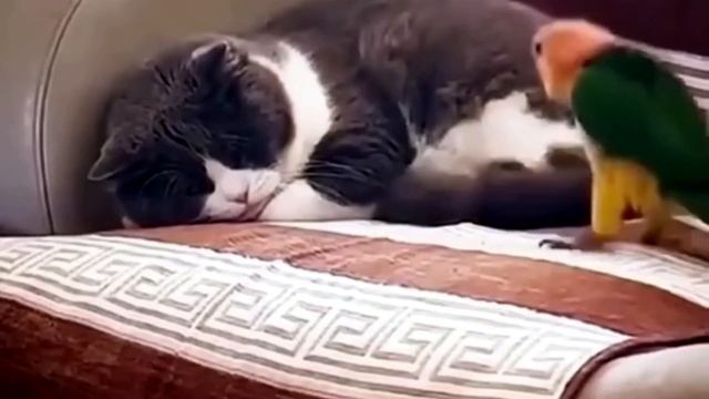 Кто не скачет , тот москаль !!! . смотреть онлайн