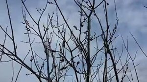 Как выглядит Верба 🌳🌳🌳дерево имей совесть подпишись пожалуйста)))