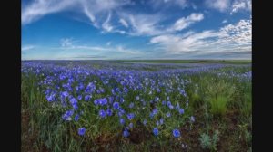 Лён, или чудесное превращение. Поэма для детей Паниной Екатерины. Читает автор,сочинение 2022 года.