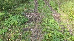 поход за грибами ,4 сентября