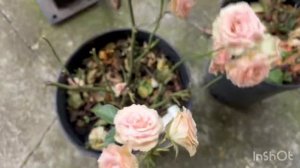 04-09-2025❤️ НАКУХАРНИЧАЛА: БАЗИЛИКОВАЯ СОЛЬ И ЛЮБИМЫЙ БОРЩ/ жизнь здесь и сейчас ❤️❤️❤️