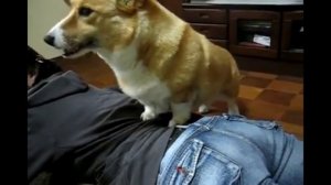 ПРИКОЛЫ СМОТРЕТЬ ОНЛАЙН / ВИДЕО ПРИКОЛЫ СМОТРЕТЬ БЕЗ РЕГИСТРАЦИИ БЕСПЛАТНО / БЕСПЛАТНЫЕ ПРИКОЛЫ